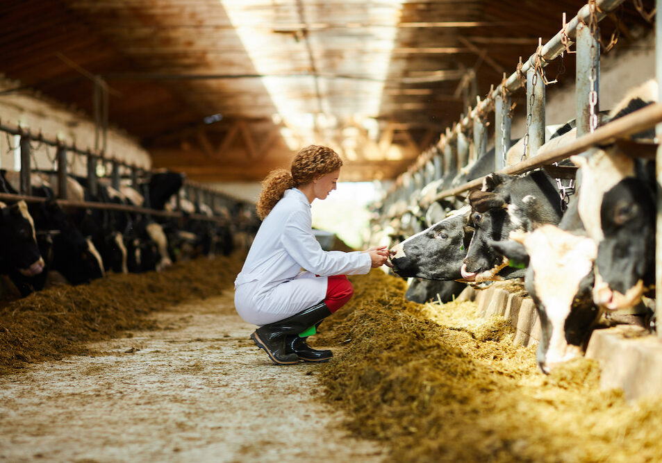 Side view portrait of cute female veterinarian caring for cows sitting down in sunlit barn, copy space
